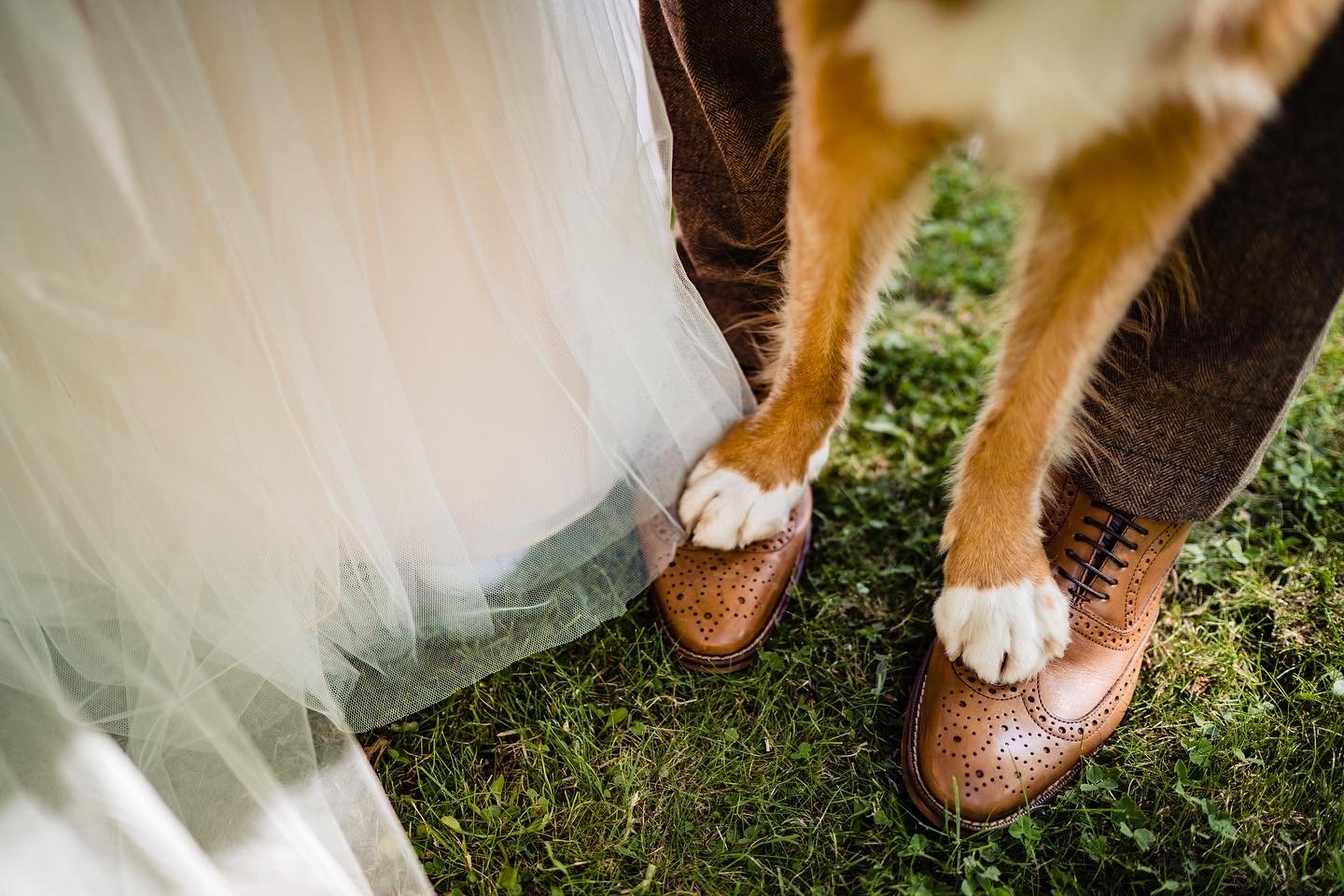 Woofs and weddings!