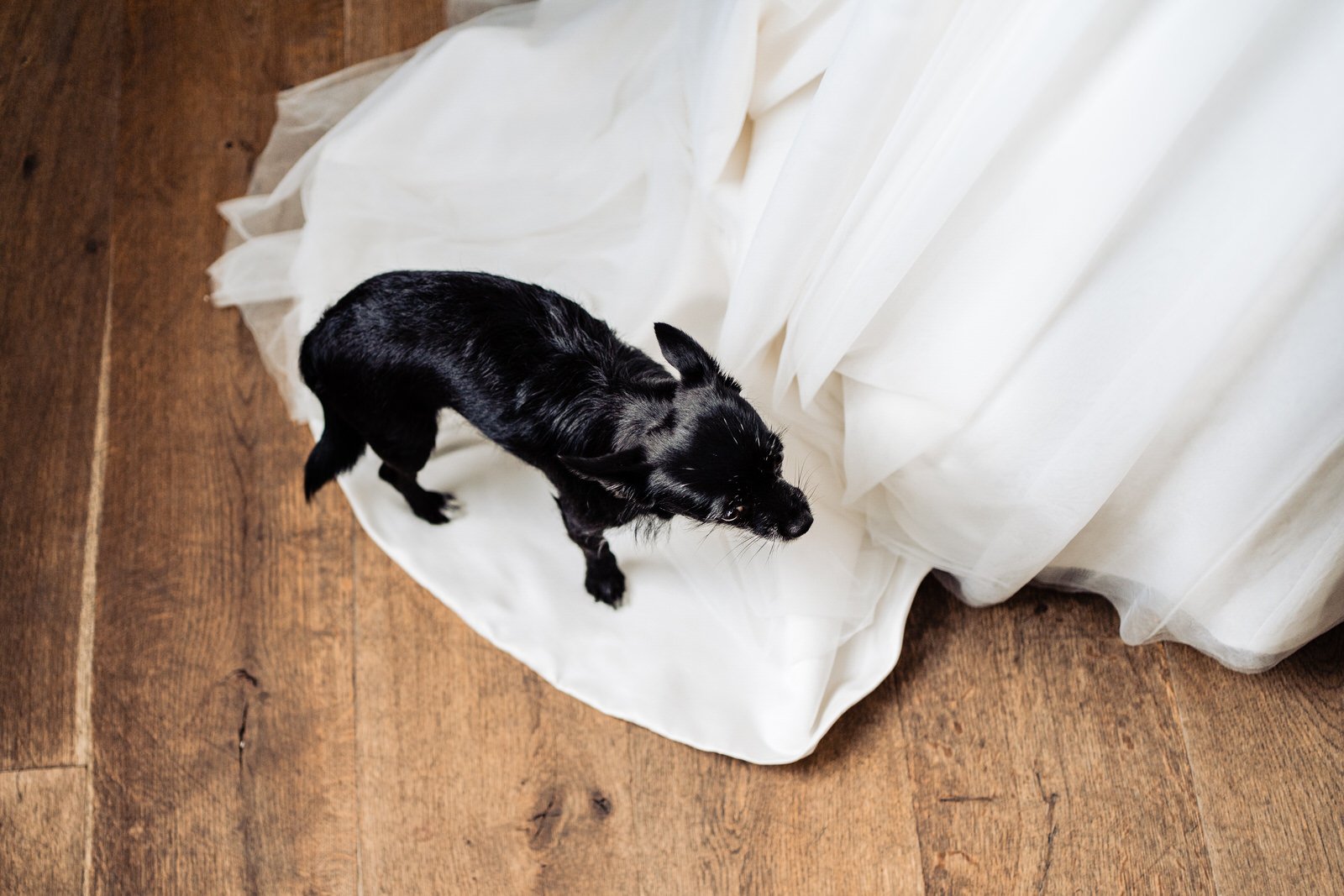 dog on wedding dress