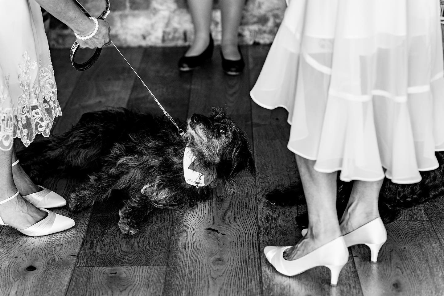 dogs at weddings 10.JPG