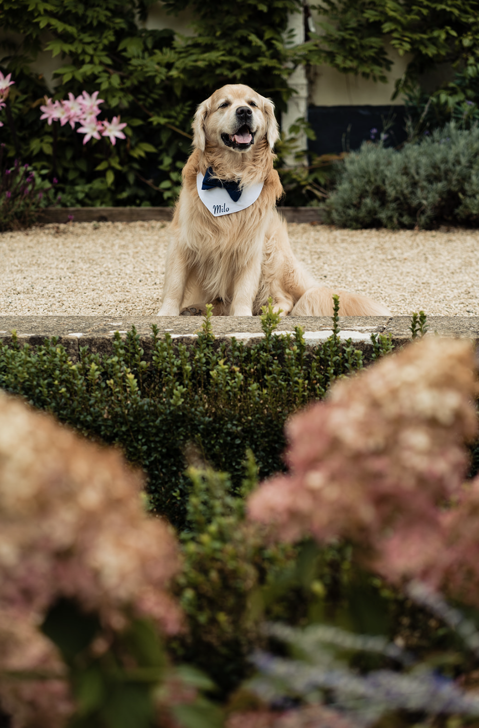 dogs at weddings 11.PNG