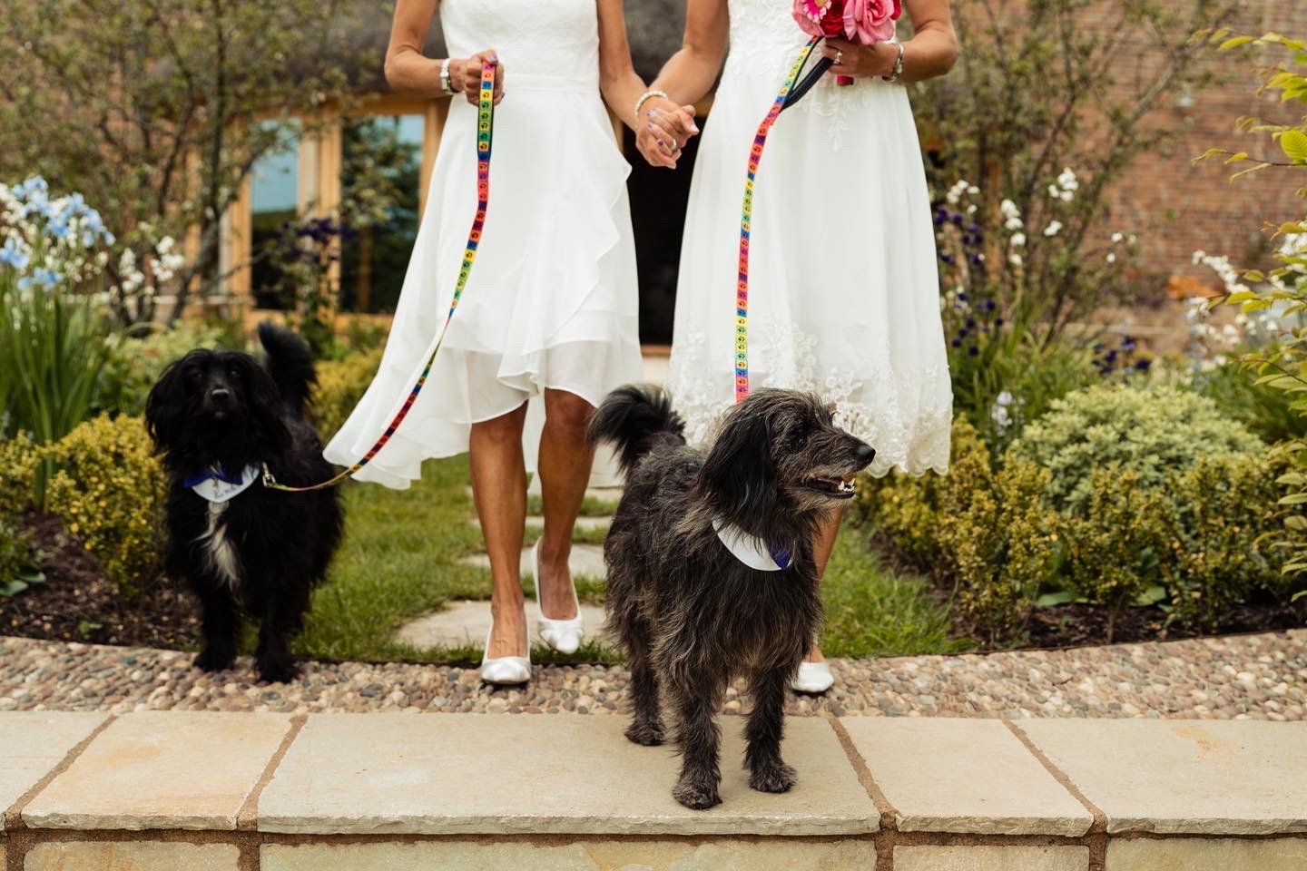 dogs at weddings 3.JPG