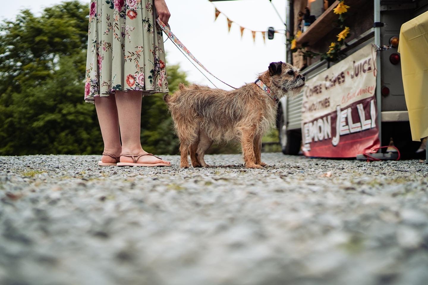 dogs at weddings 6.JPG