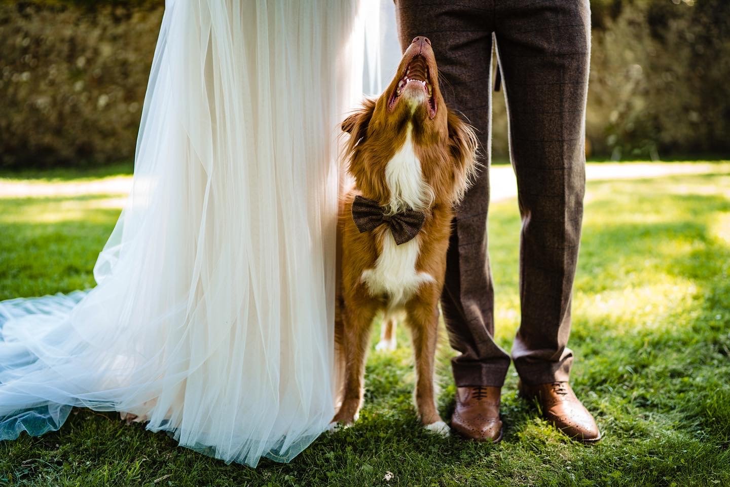 dogs at weddings 8.JPG