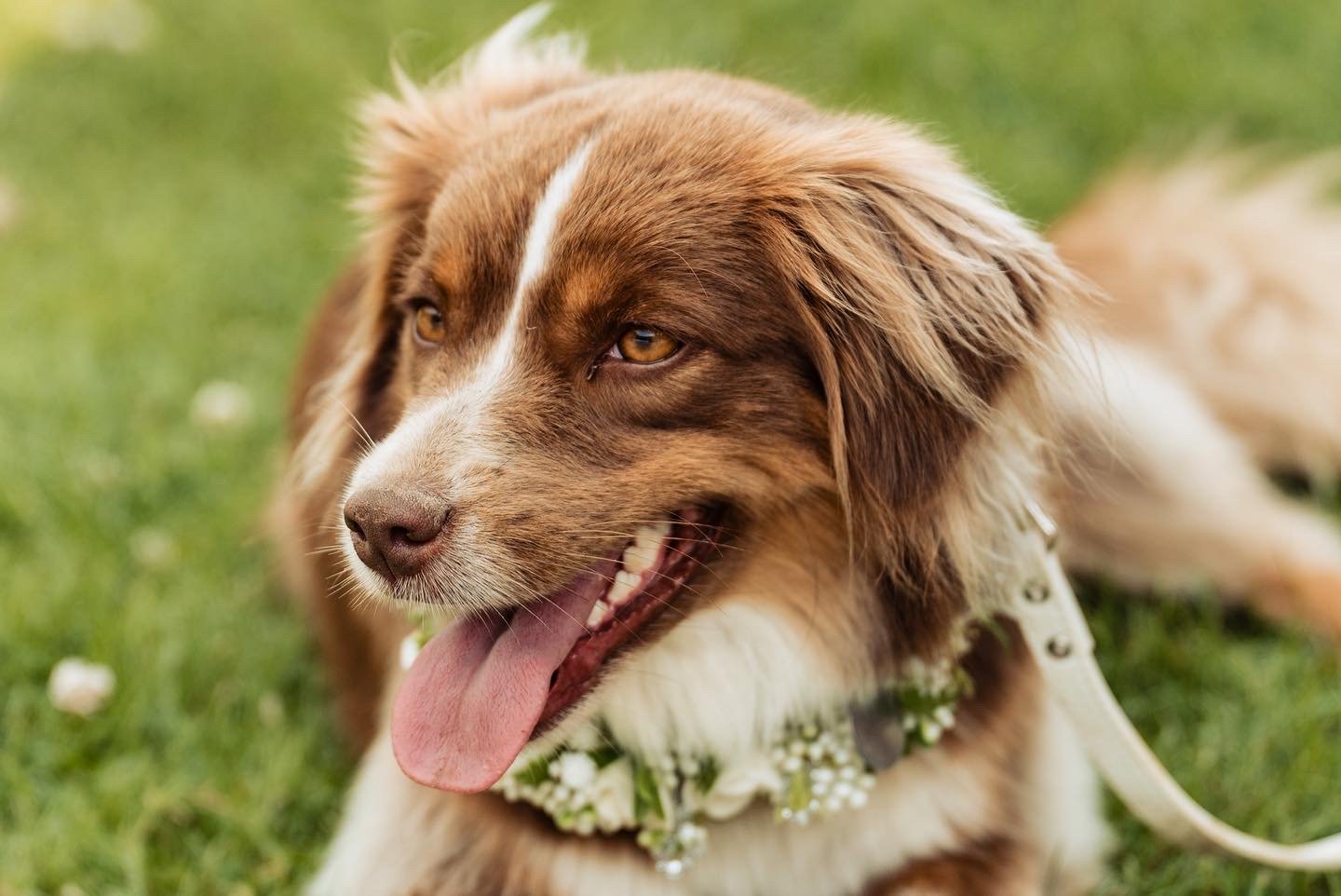 dogs at weddings 9.JPG